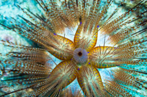 Blue-spotted Sea Urchin
