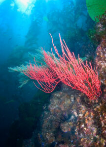 Gorgonian and Kelp