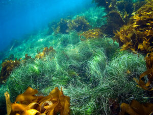 Kelp and Sea Grass