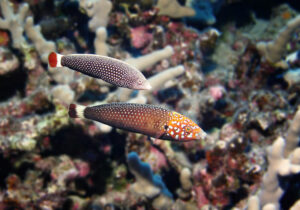 Psychedelic Wrasses