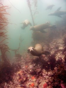 California Sea Lions, Breakwater, Monterey, California